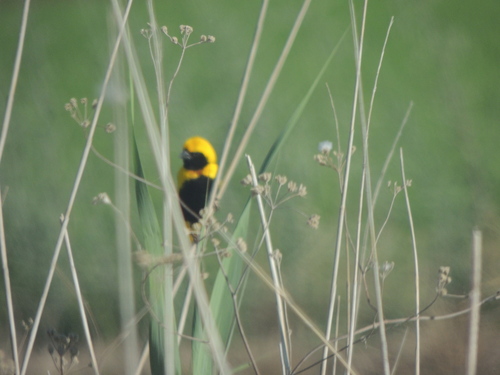 Obispo coronigualdo (Euplectes afer)