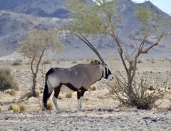 Gemsbok photo 2