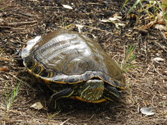 Trachemys hartwegi