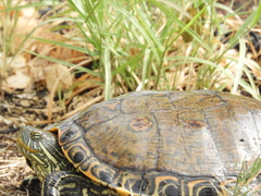 Trachemys hartwegi