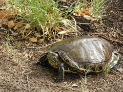 Trachemys hartwegi