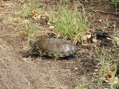 Trachemys hartwegi