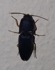 Heteroderes amplicollis