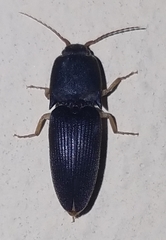 Heteroderes amplicollis