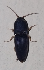 Heteroderes amplicollis