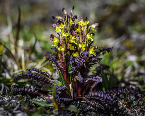 red-tipped lousewort