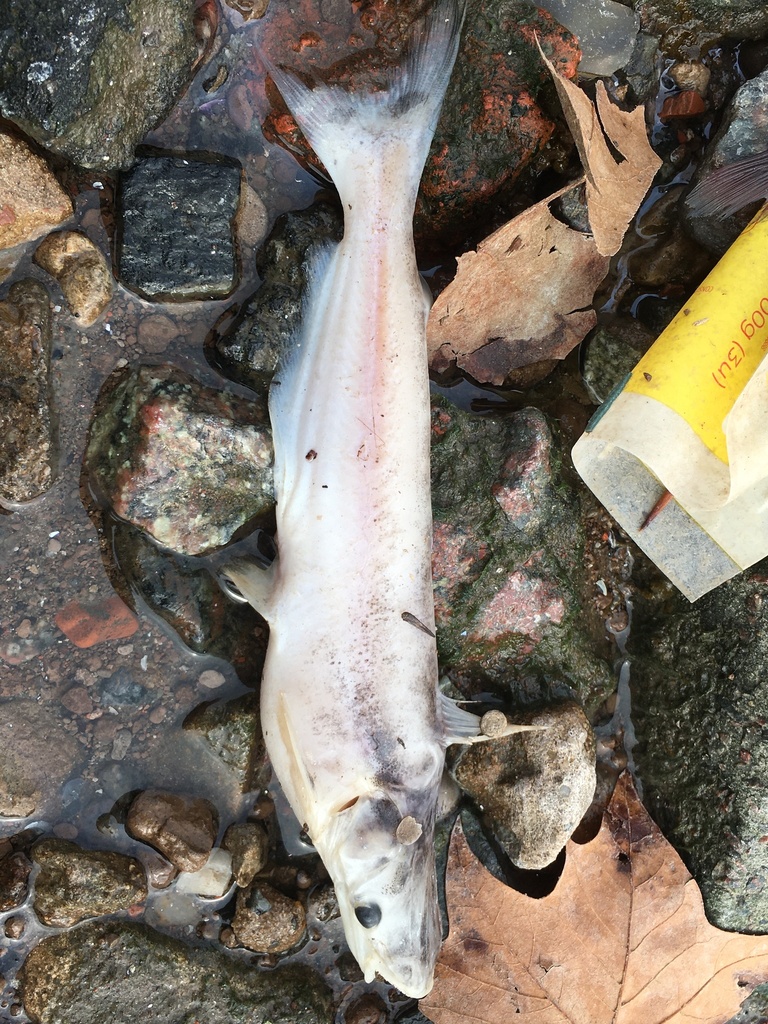 Soldier catfish (Ageneiosus militaris) — Auchenipteridae
