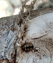 Calligrapha confluens