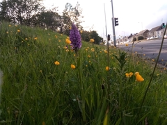 Dactylorhiza maculata