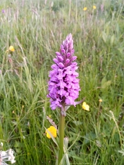 Dactylorhiza maculata