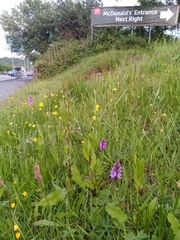 Dactylorhiza maculata