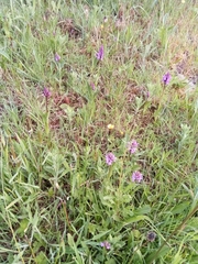 Dactylorhiza maculata
