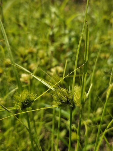 Carex bohemica Schreb.