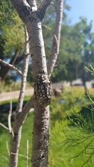 Polyphylla albertischulzi