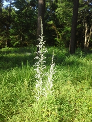 Stenanthium gramineum
