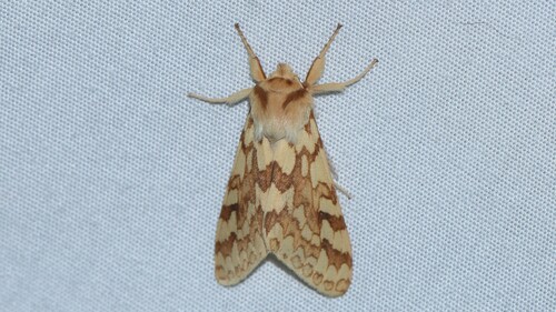 Polilla de penacho moteada