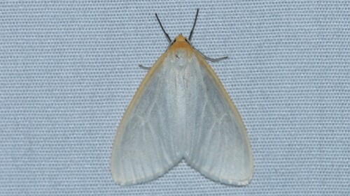 Polilla Cycnia Delicada