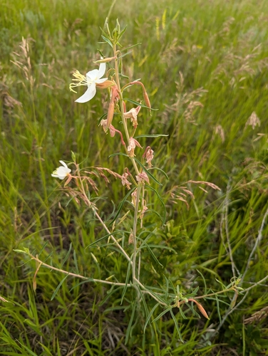 Image of Oenothera nuttallii by no rights reserved