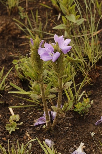 Image of Barleria monticola by (c) Karen Eichholz, some rights reserved (CC BY)