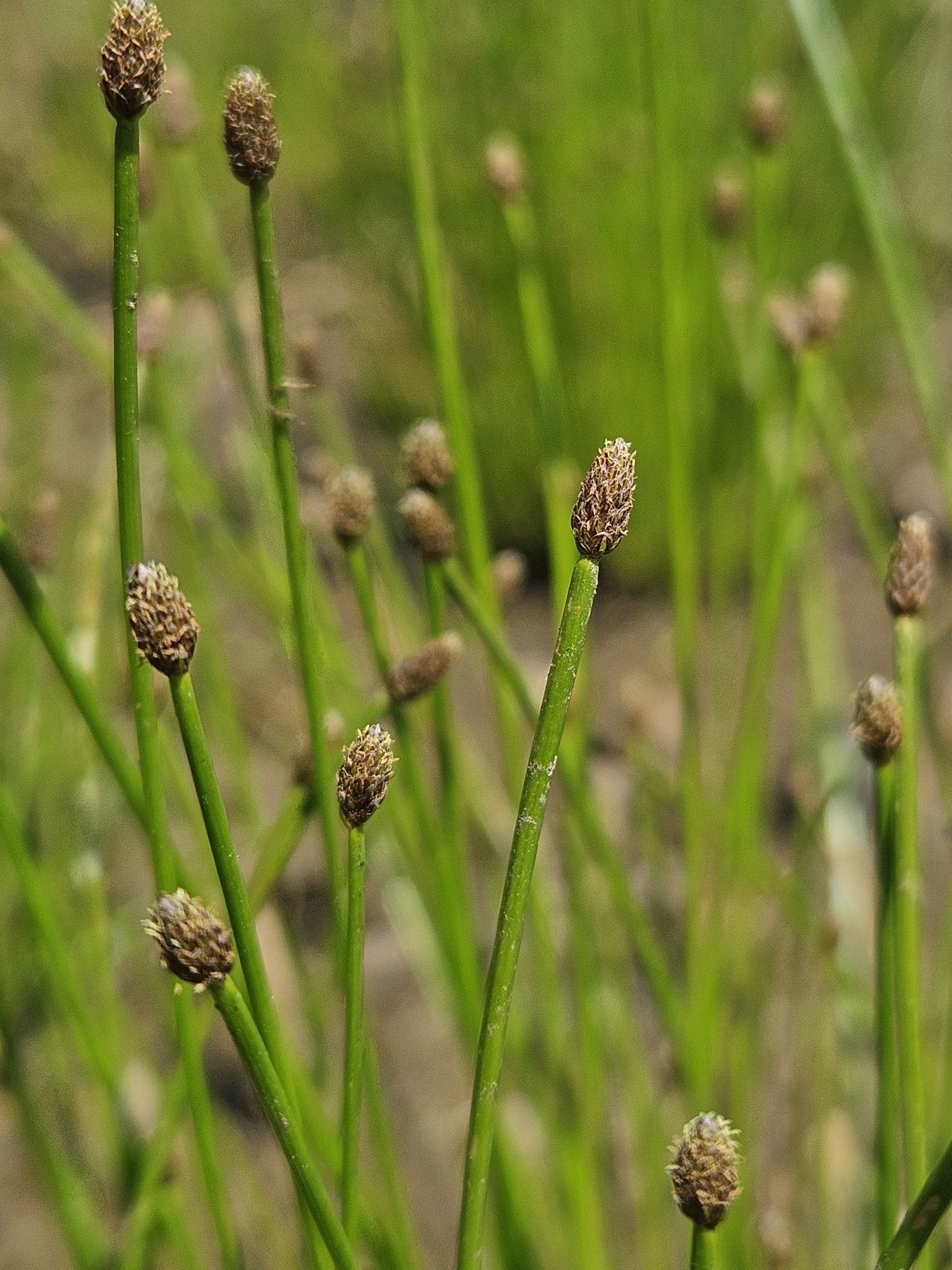 Eleocharis ovata