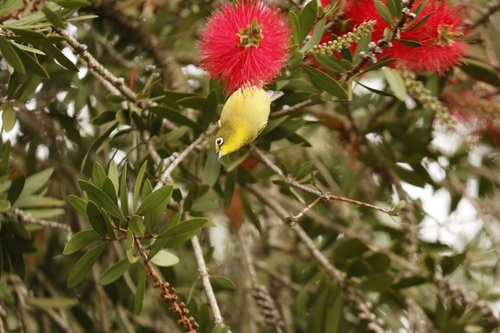 Cape White-eye (Zosterops virens), photo 9