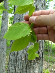 Ostrya virginiana image