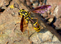 Monoceromyia trinotata