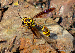 Monoceromyia trinotata