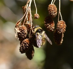 Criorhina bubulcus