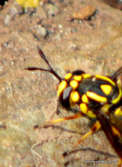 Monoceromyia trinotata