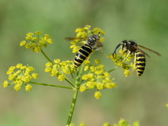 Dolichovespula saxonica