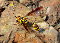 Monoceromyia trinotata