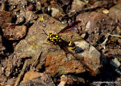 Monoceromyia trinotata