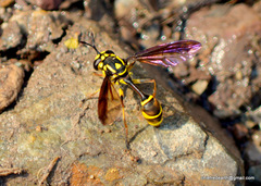 Monoceromyia trinotata