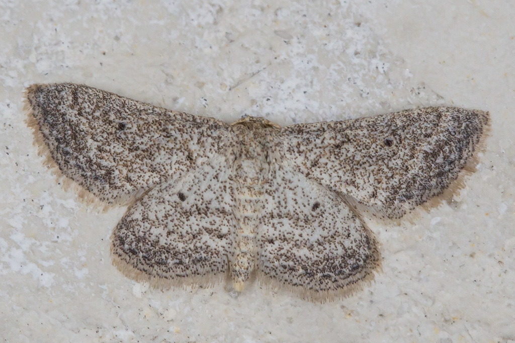 Lobocleta