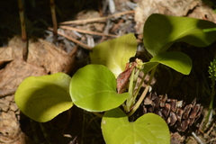 Pyrola asarifolia