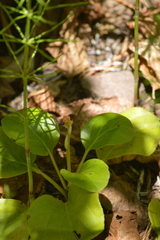 Pyrola asarifolia