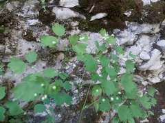 Thalictrum triternatum
