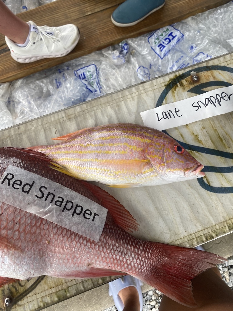Lane Snapper in July 2024 by Ava. ADSFR · iNaturalist