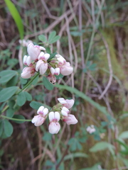 Lotus goetzei