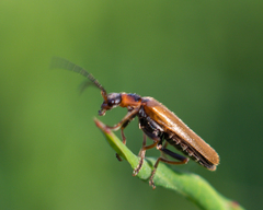 Rhagonycha nigriventris