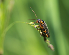 Cantharis nigricans