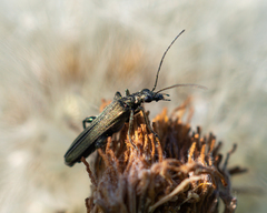 Oedemera