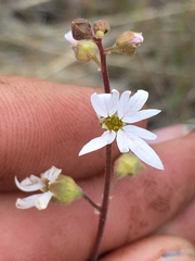 Lithophragma heterophyllum