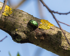 Cetonia aurata