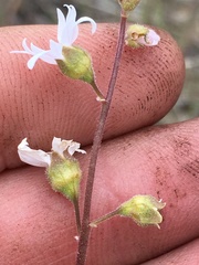 Lithophragma heterophyllum