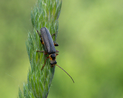 Cantharis nigricans