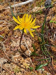 Microseris borealis