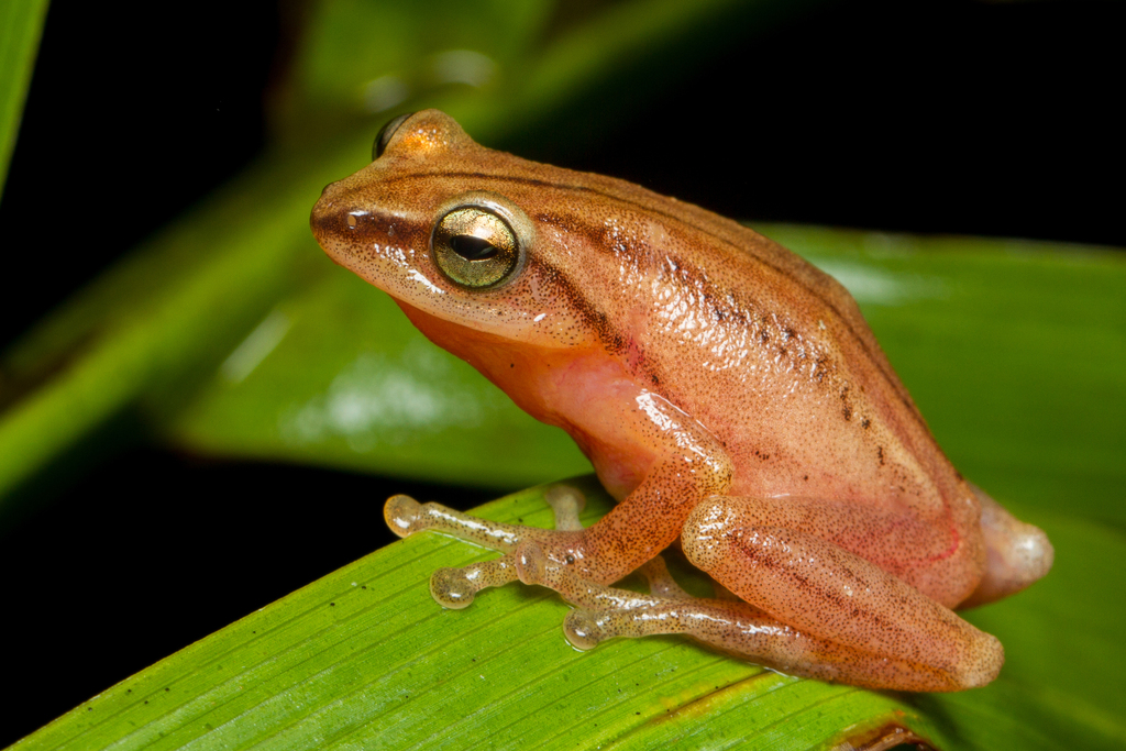 Travancore Bubble-Nest Frog