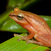 Travancore Bushfrog - Photo (c) Saurabhsawantphoto, some rights reserved (CC BY-SA)